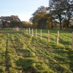 Stock fencing dividing a field