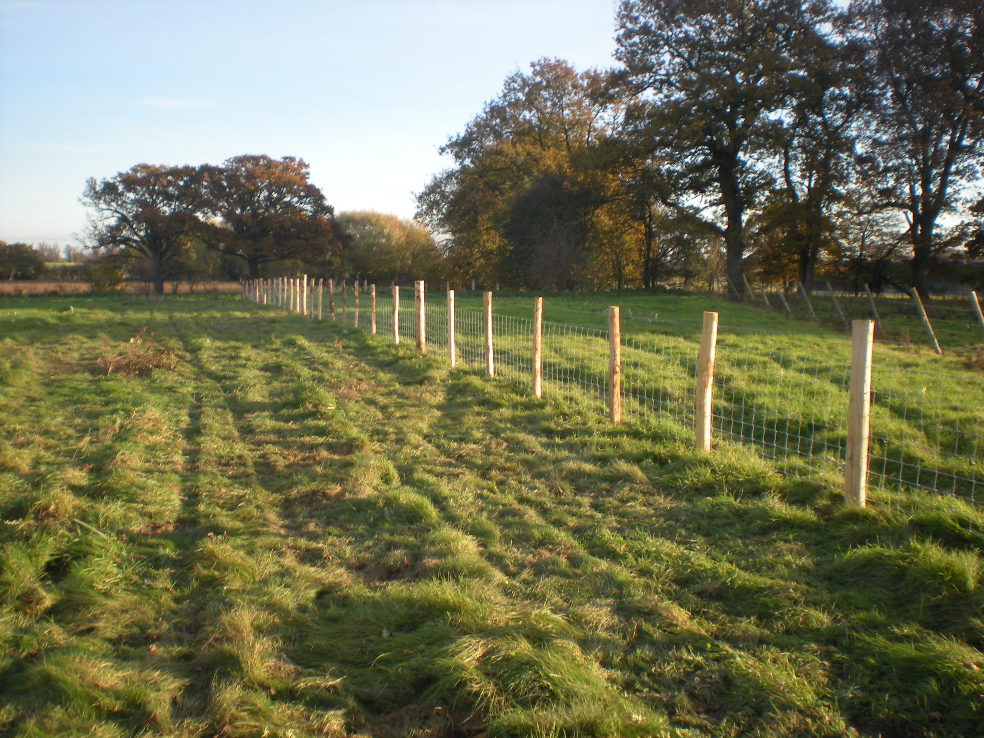 Stock fencing dividing a field